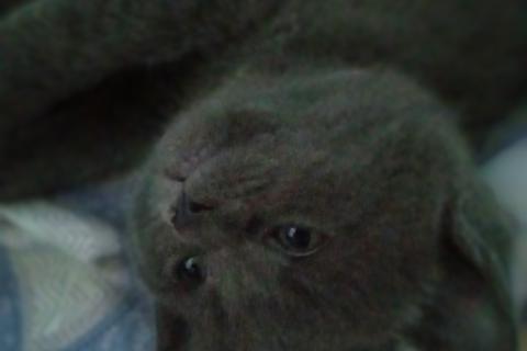 Продаю кошку. Котята полубританцы. Фото3