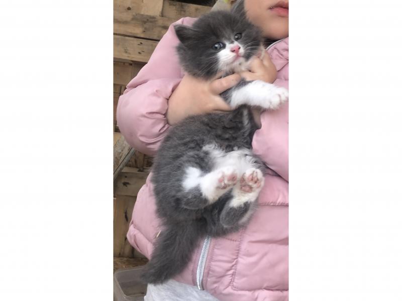 В дар кошку