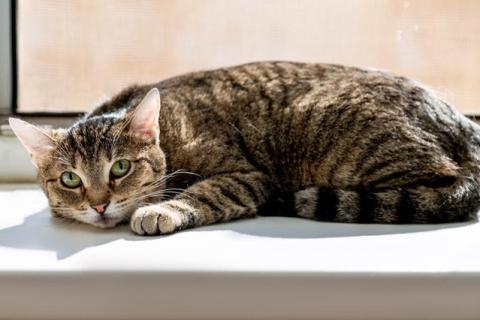 В дар кошку. Зеленоглазое чудо, молодая домашняя кошечка Тая в добрые руки. Фото4