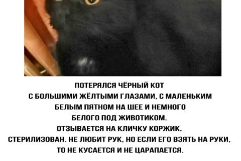 Потерял/Нашел кошку. Помогите пожалуйста найти нашего котика ????. Фото1