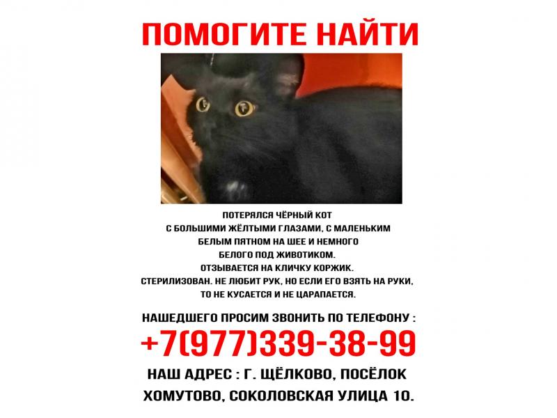 Потерял/Нашел кошку