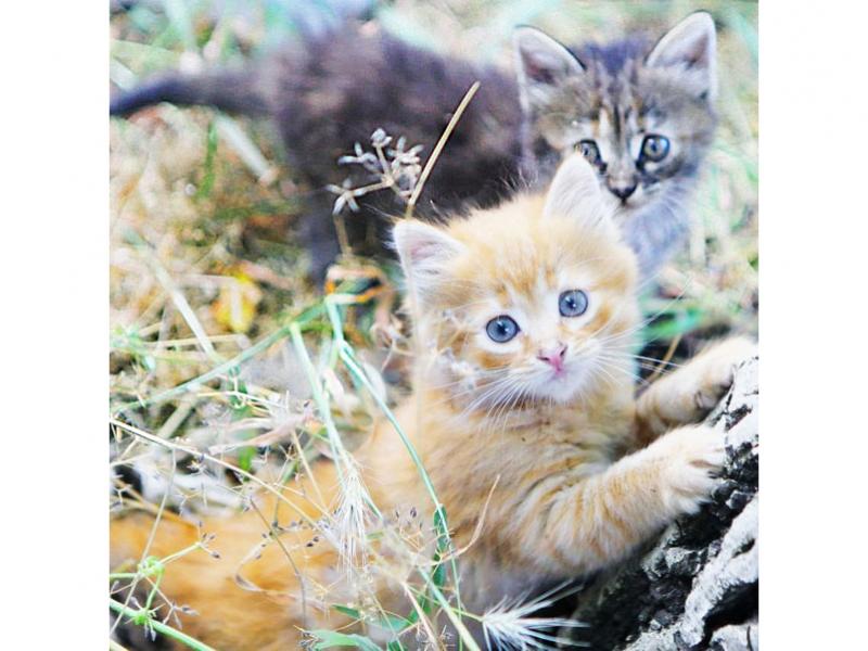 В дар кошку