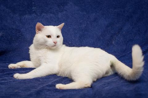 В дар кошку. Настоящий аристократ, белоснежный котик Султан в добрые руки. Фото3