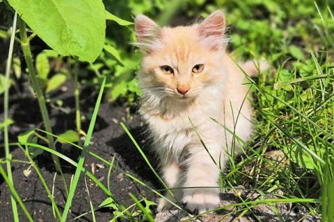 В дар кошку. Очаровательные котята, мальчик и девочка ищут дом. Фото1