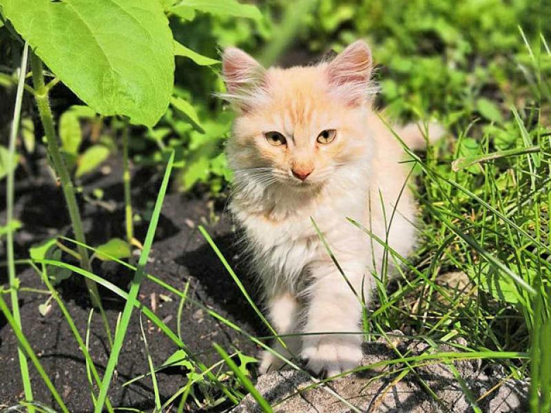 В дар кошку