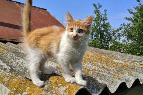 В дар кошку. Очаровательные котята, мальчик и девочка ищут дом. Фото2
