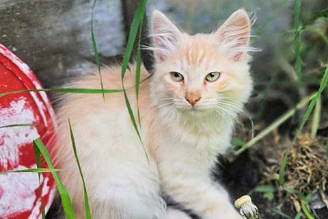 В дар кошку. Очаровательные котята, мальчик и девочка ищут дом. Фото4