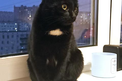 В дар кошку. Идеальная домашняя любимица, кошечка-подросток Сима в добрые руки. Фото1