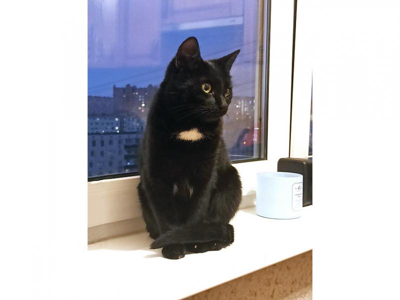 В дар кошку