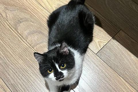 В дар кошку. Маленькая королева Домино в добрые руки. Фото2
