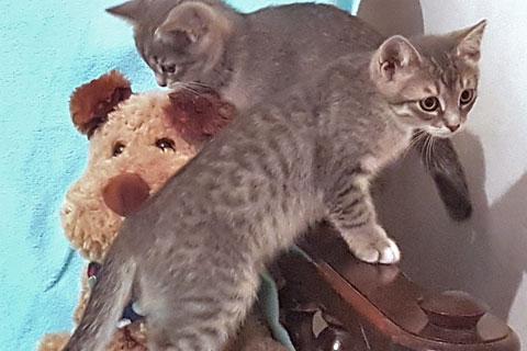 В дар кошку. Крошки-котята благородного дымчатого окраса срочно ищут дом. Фото2
