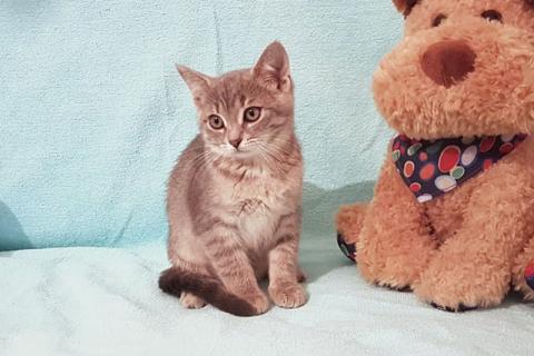 В дар кошку. Крошки-котята благородного дымчатого окраса срочно ищут дом. Фото4