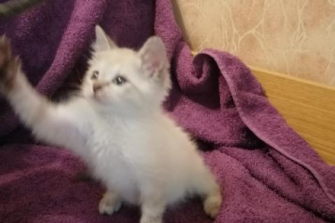 В дар кошку. Маленький тайский котенок Леди в добрые руки. Фото3