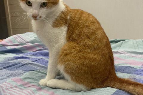 Продаю кошку. Кот в дар. Фото1