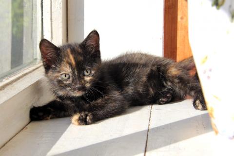 В дар кошку. Три сестрички-невелички! Очаровательные котята в добрые руки. Фото3