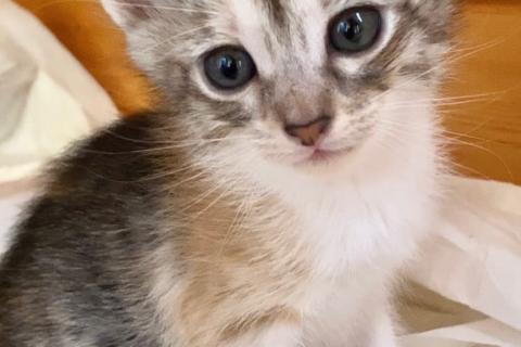 В дар кошку. Рыжие и трехцветные котята в добрые руки. Фото2