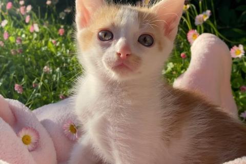 В дар кошку. Рыжие и трехцветные котята в добрые руки. Фото3