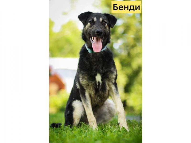 В дар собаку