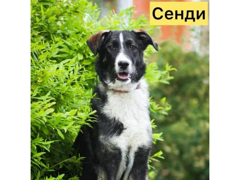 В дар собаку