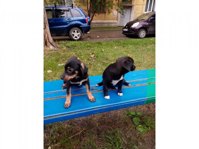 В дар собаку