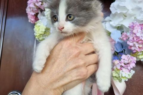 В дар кошку. Пушистый котенок Пушинка в добрые руки. Фото2