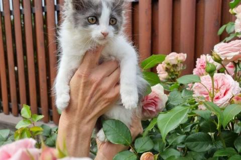В дар кошку. Пушистый котенок Пушинка в добрые руки. Фото3