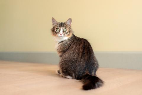 В дар кошку. Сибирский котенок Мышка в добрые руки. Фото1