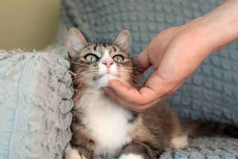В дар кошку. Сибирский котенок Мышка в добрые руки. Фото2