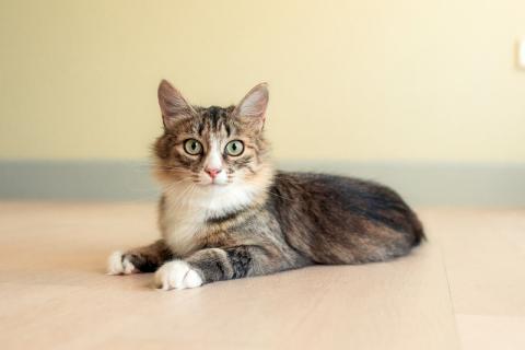 В дар кошку. Сибирский котенок Мышка в добрые руки. Фото4