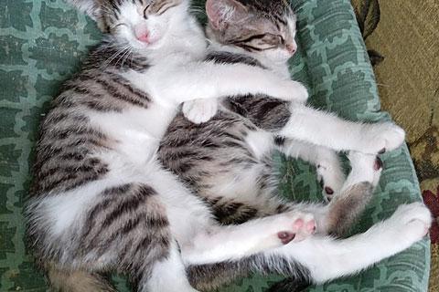 В дар кошку. Очаровательные крохи-котята, мальчик и девочка в добрые руки. Фото1