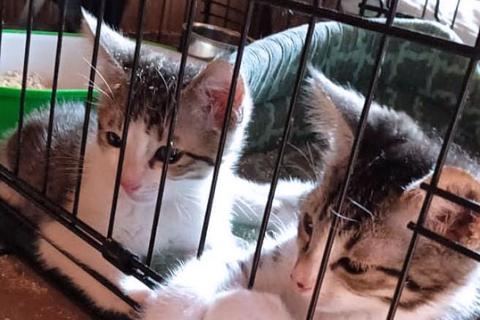 В дар кошку. Очаровательные крохи-котята, мальчик и девочка в добрые руки. Фото2