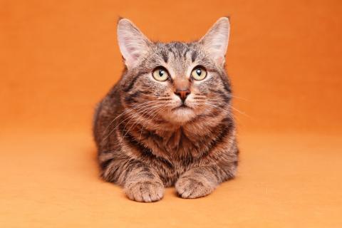 В дар кошку. Та самая кошка, которую Вы ищете! С кисточками на ушках. Фото1