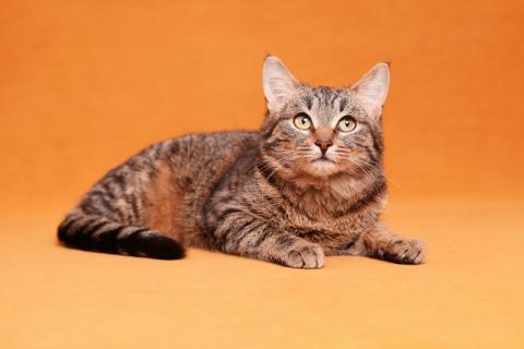 В дар кошку. Та самая кошка, которую Вы ищете! С кисточками на ушках. Фото2