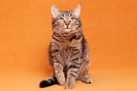 В дар кошку. Та самая кошка, которую Вы ищете! С кисточками на ушках. Фото4