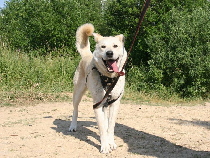 В дар собаку