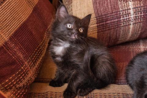 В дар кошку. Милые котята в добрые руки. Фото1