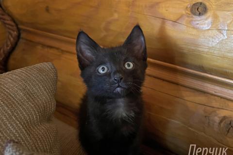 В дар кошку. Милые котята в добрые руки. Фото2