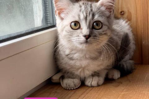 В дар кошку. Шотландские котята в добрые руки. Фото1