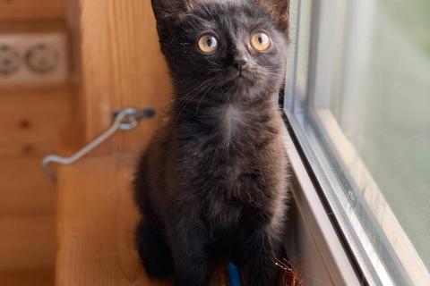 В дар кошку. Шотландские котята в добрые руки. Фото3