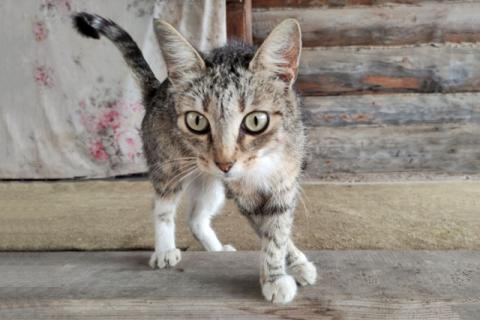 В дар кошку. Молодая кошечка Муся, полосатое сокровище в добрые руки. Фото1