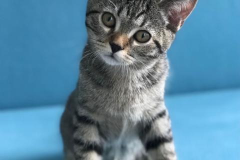 В дар кошку. Котёнок Крош в добрые руки. Фото1