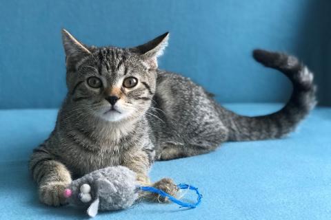 В дар кошку. Котёнок Крош в добрые руки. Фото2