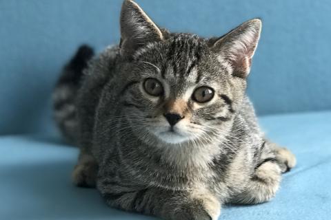 В дар кошку. Котёнок Крош в добрые руки. Фото3