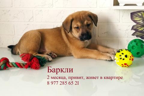 В дар собаку. Щенки метисы лабрадора в добрые руки. Фото1