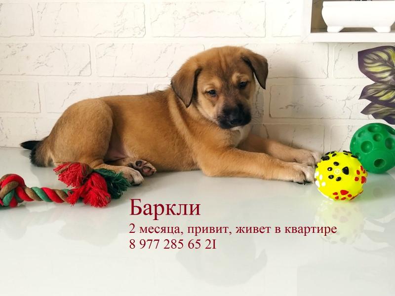 В дар собаку
