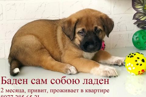 В дар собаку. Щенки метисы лабрадора в добрые руки. Фото3