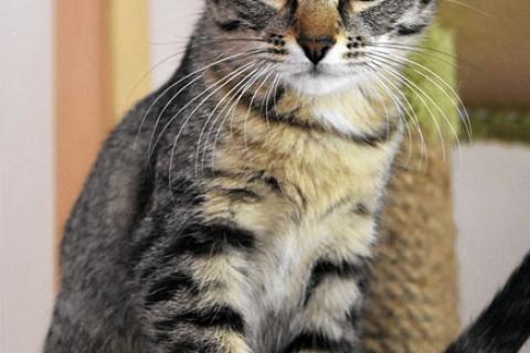 В дар кошку. Весельчак и озорник Шурик, очаровательный котенок в добрые руки. Фото1