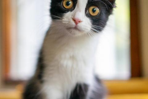 В дар кошку. Котенок «феликс» по имени Филиппа в добрые руки. Фото1