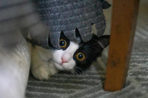 В дар кошку. Котенок «феликс» по имени Филиппа в добрые руки. Фото2