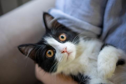 В дар кошку. Котенок «феликс» по имени Филиппа в добрые руки. Фото3